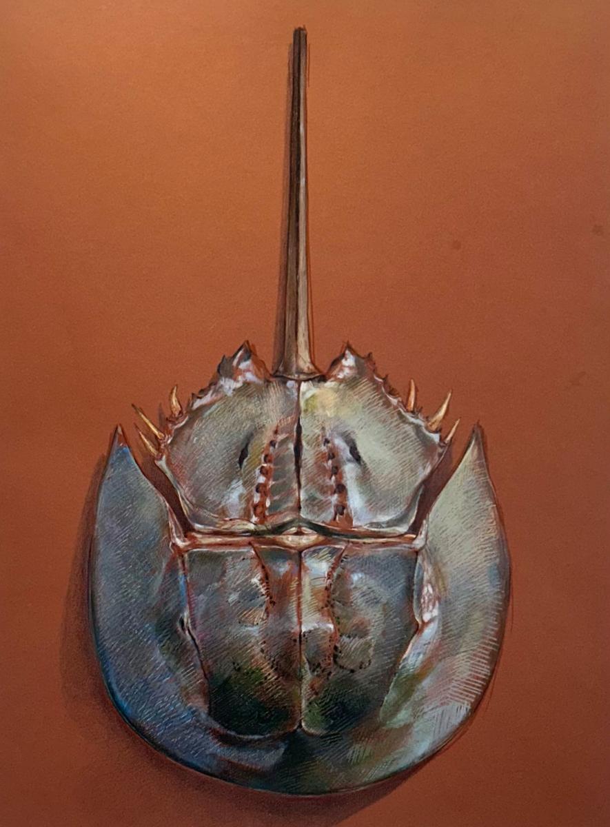 Aaron Jackson,
Horseshoe Crab, 
Acrylic Paint Markers on Toned Paper