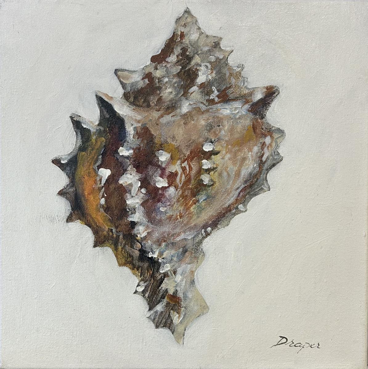 Jim Draper, 
Shell, 
Oil on Canvas