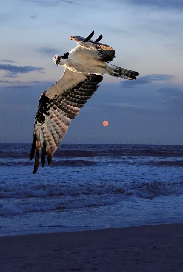 Michael Dunlap,
Beach Construct #13