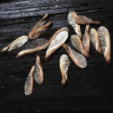 Ronda Steinke-McDonald,
Seeds are Hope
