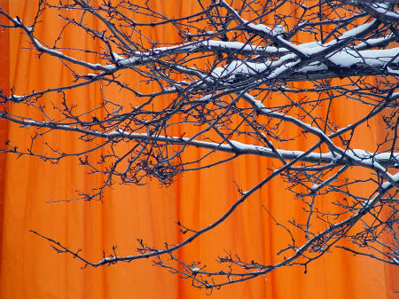 Ronda Steinke-McDonald,
Snow on Branch