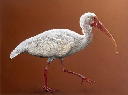Aaron Jackson, 
Ibis, 
Acrylic Paint Markers on Toned Paper
