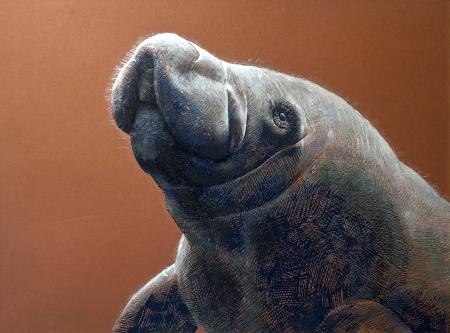 Aaron Jackson, 
Manatee, 
Acrylic Paint Markers on Toned  Paper
